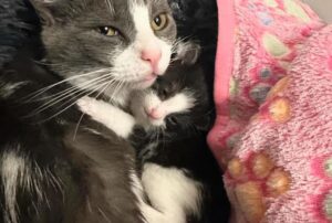Un uomo gentile lascia entrare un gatto in casa sua, ma poi scopre che ha bisogno di un altro aiuto