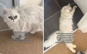La gatta domestica scappa e torna dopo tre giorni: “È come se avesse i postumi di una sbronza” (VIDEO)