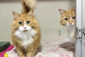 Va a visitare un gattile per trovare il micio perfetto, ma non immaginava di certo che sarebbe finita così