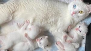 La sua estrema bellezza non le ha impedito una vita di difficoltà, ma ora mamma gatta è salva