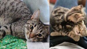 Mamma gatta si sistema in un luogo freddo per partorire i suoi gattini: non immaginava che avrebbe trovato qualcosa di meglio