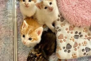 Nonostante le loro zampette “traballanti” i due gattini non hanno mai permesso che qualcuno li fermasse