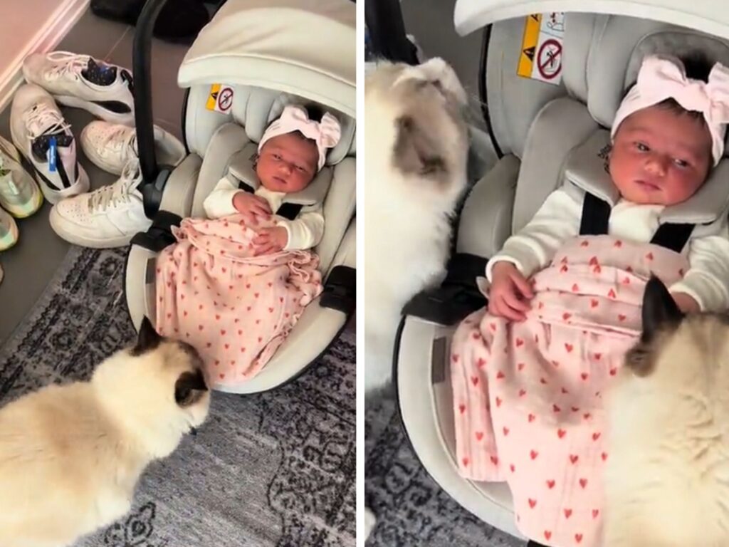 Il modo in cui questi Gatti Himalayani salutano la neonata appena arrivata in casa è pieno d’amore