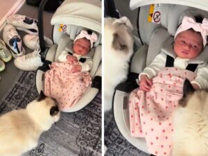 Il modo in cui questi Gatti Himalayani salutano la neonata appena arrivata in casa è pieno d’amore