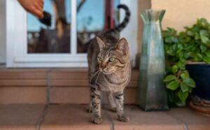 Il dolcissimo gesto della donna nei confronti dei gatti randagi mentre le temperature si alzano è adorabile (VIDEO)
