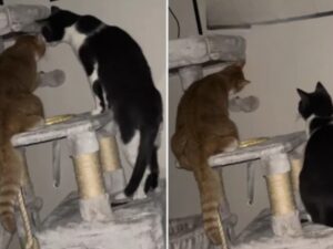 La donna si trasferisce dal fidanzato portando il suo gatto e l’altro micio gli fa fare subito un giro conoscitivo