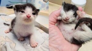 La gattina ha subito un incidente che, però, non ha in alcun modo intaccato quello che poi è riuscita a diventare