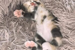 Il timido gattino trovato in sito industriale si rivela un micio dall’atteggiamento davvero audace