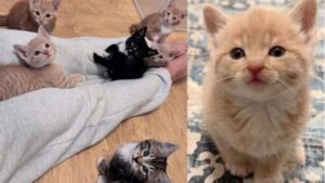 Il gattino non si è fermato un attimo, continuando a miagolare: è così che un altro gruppo di gatti lo ha salvato