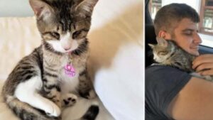 Per via della cecità nessuno voleva adottarlo, così quando il gattino trova il suo nuovo papà non smette di abbracciarlo