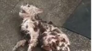 Randagio e ammalato, questo gattino giaceva sul bordo della strada nell’indifferenza di tutti