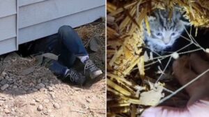 Hanno sentito miagolare, ma non immaginavano che il gattino fosse nascosto nelle profondità della casa