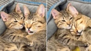 I due gatti con bisogni speciali affrontano il loro destino e stringono un legame che fa invidia a dei fratelli