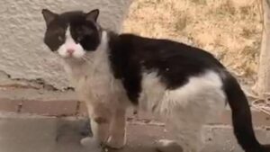 La donna ha assistito alla scena: il suo vicino di casa se n’è andato, lasciando indietro il gatto malato