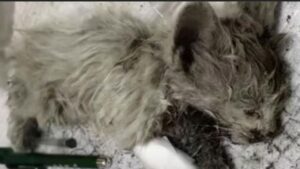 Il gattino ricoperto di fango stava ormai vivendo i suoi ultimi momenti di vita, ma qualcuno si è accorto di lui