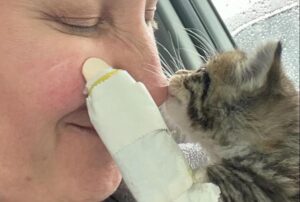 Nonostante le sue condizioni, il gattino è rimasto calmissimo mentre i soccorritori facevano di tutto per farlo tornare a camminare