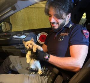 Gattino in autostrada salvato dai poliziotti: come sta ora?