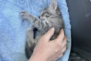 Il gattino avvistato mentre saltava dall’auto ha avuto fortuna e adesso ha trovato la sua dimensione
