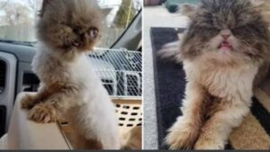 Il modo in cui questa gattina cieca conta sul sostegno della sorella con un occhio solo è commovente
