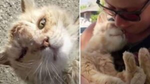 Il gatto arancione trovato per strada in condizioni pessime trova un modo meraviglioso per ringraziare la sua nuova mamma