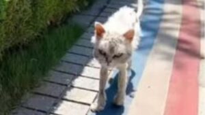 La donna salva un gatto randagio e decide di dargli tutte le cure che servono per farlo risplendere