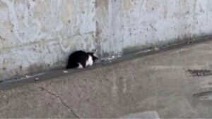 Mentre salvava il gattino la donna ne ha avvistato un altro, che aveva ancora più bisogno di lei