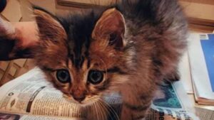 Guardando la trappola per topi l’uomo si accorge del gattino e decide di intervenire immediatamente