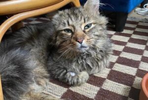 Il gatto di quartiere si muoveva tra i giardini del vicinato: non pensava di poter davvero trovare una casa