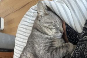 Il gatto che ha perso la sua casa si è attaccato con tutte le sue forze alle persone buone che lo hanno accolto