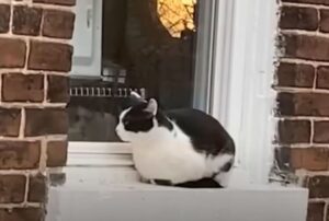 Il timido gatto randagio implora di essere adottato e lo fa in un modo veramente unico nel suo genere