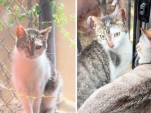 Il gatto domestico incontra per la prima volta un randagio e scatta un vero colpo di fulmine