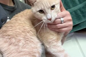 Il gatto dimenticato da tutti non ha mai perso la speranza e l’amore: si scioglie appena qualcuno lo coccola