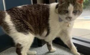 La donna va in gattile per adottare un micino, ma torna con un gatto anziano che “non aveva più molto tempo”