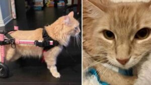 È rimasto paralizzato, ma la verità è che questo è il miglior lieto fine dopo quanto accaduto a questo gatto