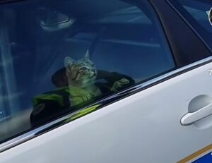 Gatto arrestato dalla polizia supplica con lo sguardo di essere rilasciato