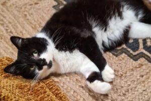 Il gatto trascorre gran parte della sua esistenza per strada finché un gentile volontario non è arrivato in suo soccorso