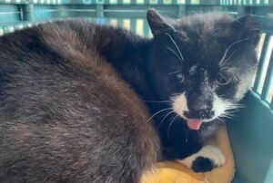 Il gatto randagio speciale entra in una casa per la prima volta dopo una vita in strada: il suo mondo cambia completamente