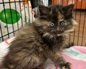 Gatto calico nato femmina diventa maschio: ecco la storia di Cindi/Cinder