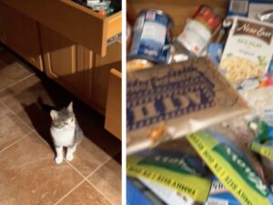 La famiglia torna da una vacanza e pensa che la sua casa sia stata svaligiata, ma trova subito il vero colpevole (il gatto)