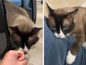 L’ex gatto randagio “aggressivo” inizia a mostrare i primi segni di tenerezza dopo aver trovato il vero amore