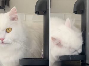 La donna trova delle strane macchie sulla macchinetta del caffè e sì, il principale sospettato è il gatto