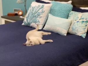 La padrona di questo gatto viene chiamata dal vicino per una ragione inaspettata: “Mi vergogno molto”