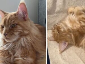 È un gatto o un Golden Retriever? La mamma umana di questo Maine Coon non riesce più a distinguerli
