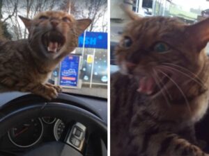 La donna cerca di aiutare un gatto smarrito, ma nel giro di poco si rende conto che non aveva bisogno di essere salvato
