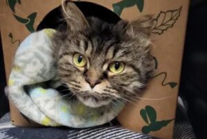 Il gatto del rifugio non sapeva come socializzare con gli altri, finché non ha incontrato dei “colleghi” molto speciali