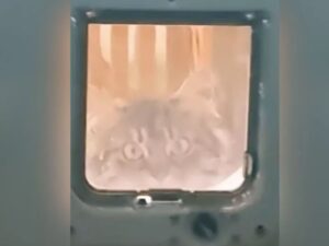 Il gatto è tutto fuorché felice delle azioni della vicina di casa che fa di tutto per bandirlo