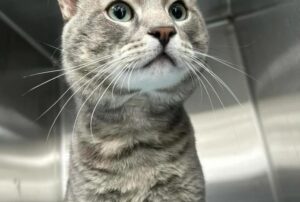 Il gatto intelligente capisce che può salvarsi solo entrando in un appartamento, e fa di tutto per riuscirci