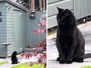 Il modo in cui questo gatto cieco interagisce con gli uccelli è una dimostrazione di pura innocenza