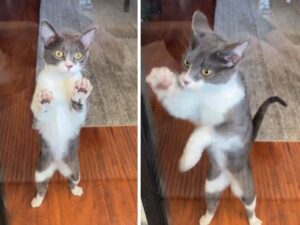 Il gatto cerca con tutte le sue forze di aiutare il proprietario rimasto fuori di casa