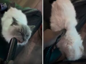 Non riescono a crederci, ma questo gatto anziano insiste ogni giorno per farsi pulire con l’aspirapolvere